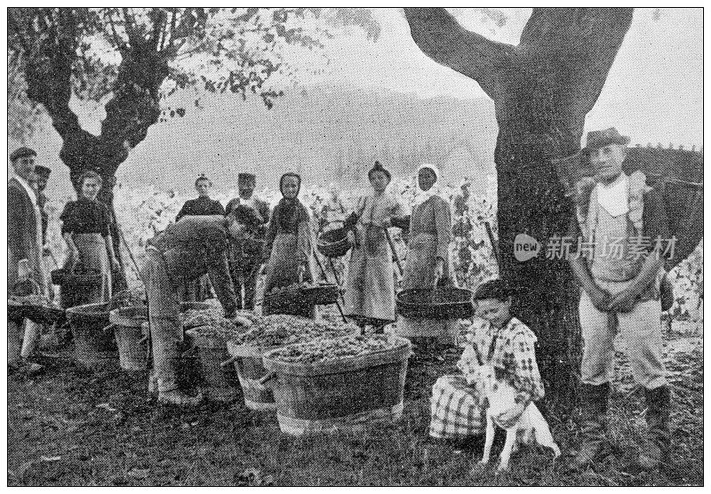 古色古香的景象:勃艮第的葡萄丰收，蒙隆河畔