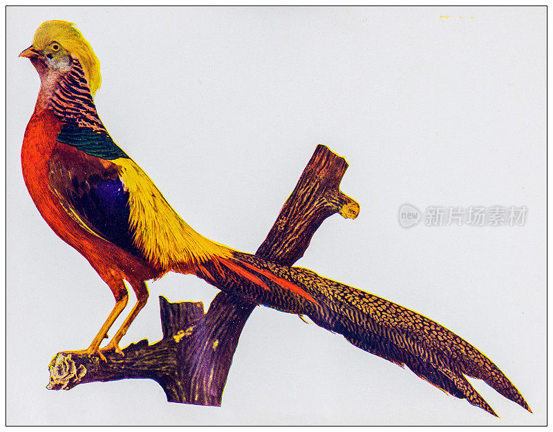 古玩鸟类彩色图:金鸡