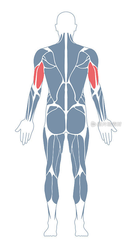 肌肉系统。人类的身体。男性解剖学。运动健身训练健身房锻炼矢量插图。后视图。三头肌肌肉