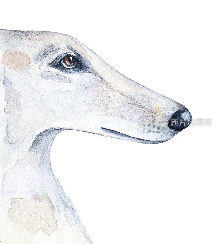 猎狼狩猎猎犬的水彩插图。象征着美丽、历史、高贵、威严。