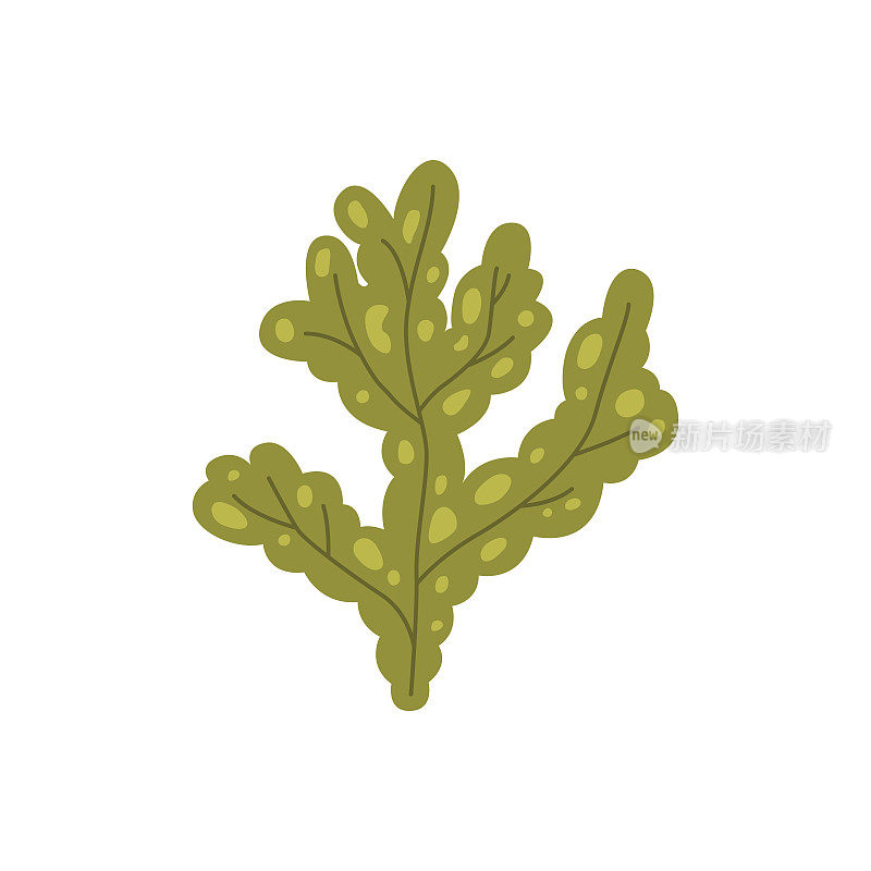 矢量海带，墨角藻图标孤立在哪里。海洋水下植物。