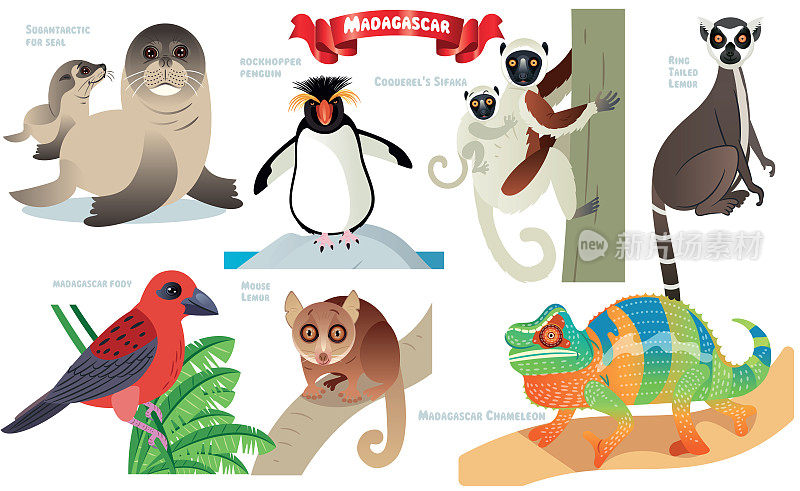 马达加斯加动物，马达加斯加Fody，阿富汗海豹，岩石海豹，岩顶企鹅，环铁环猴