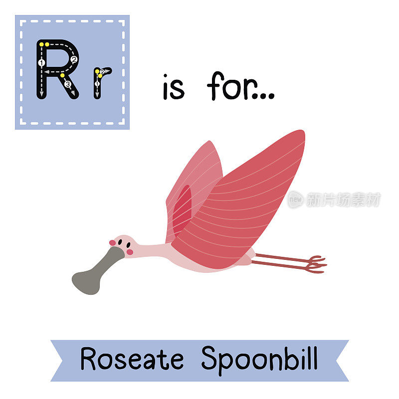 字母R跟踪。会飞的玫瑰琵鹭鸟。
