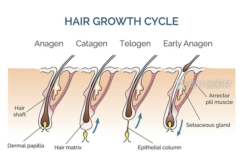头发的生长周期