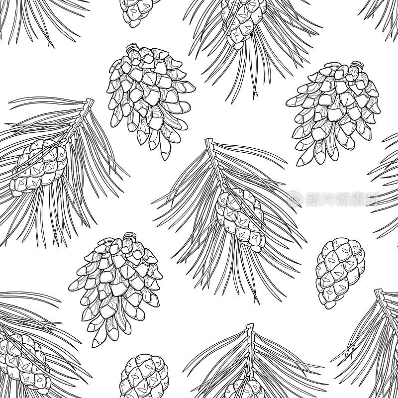 矢量无缝模式与轮廓苏格兰松或樟子松。白色背景上的黑色松树和球果。