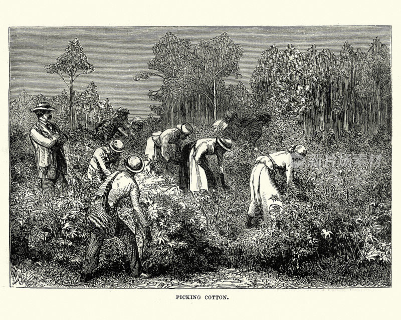 工人采摘棉花，路易斯安那，19世纪