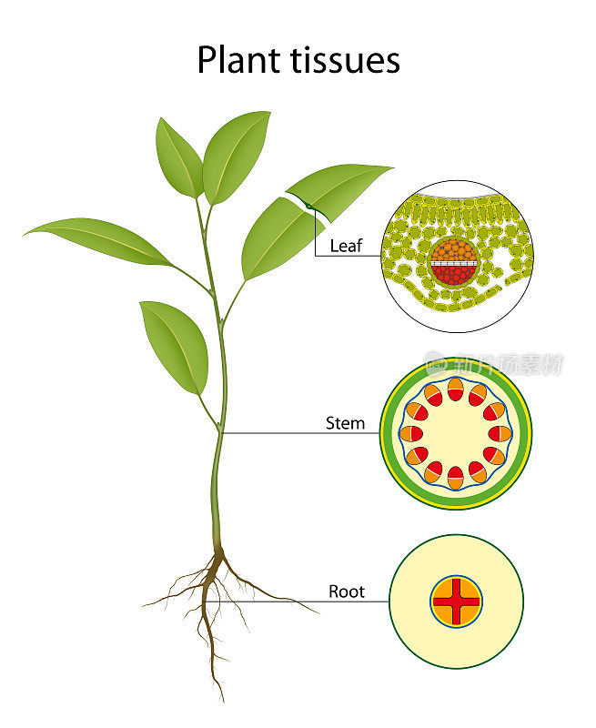 植物组织的类型