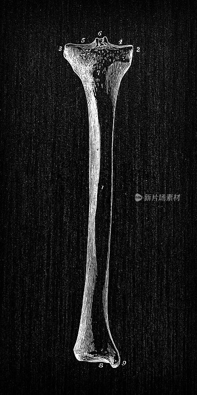 人体解剖学古董插图:胫骨