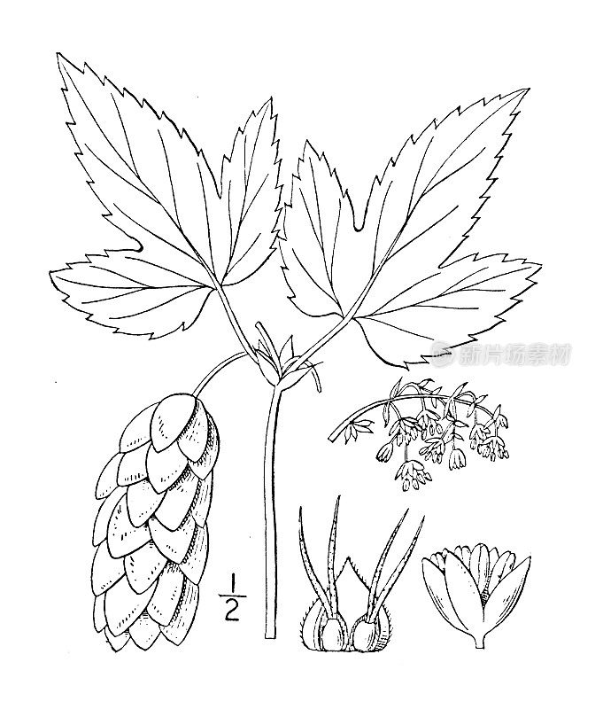 古植物学植物插图:葎草、啤酒花