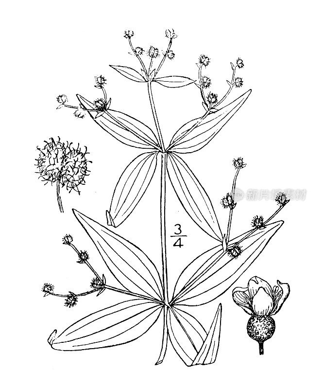 古植物学植物插图:金缕莲，托里的野生甘草