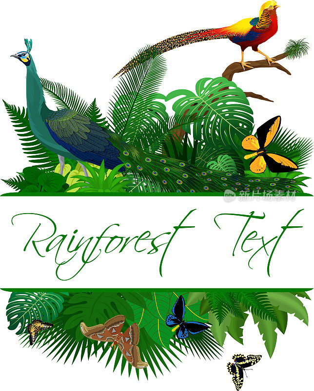 丛林雨林夏季热带树叶野生动物矢量设计与金鸡，绿色孔雀和蝴蝶