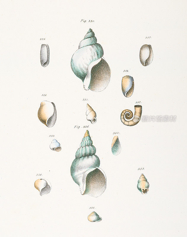 贝壳类型海螺色版1843