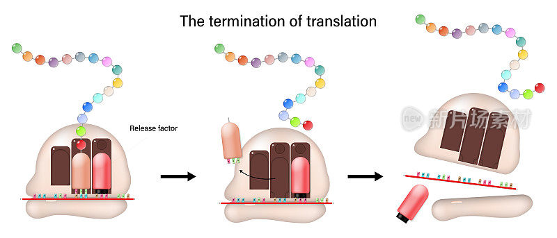 翻译概念的终结。释放因子直接与A位点的停止密码子结合。