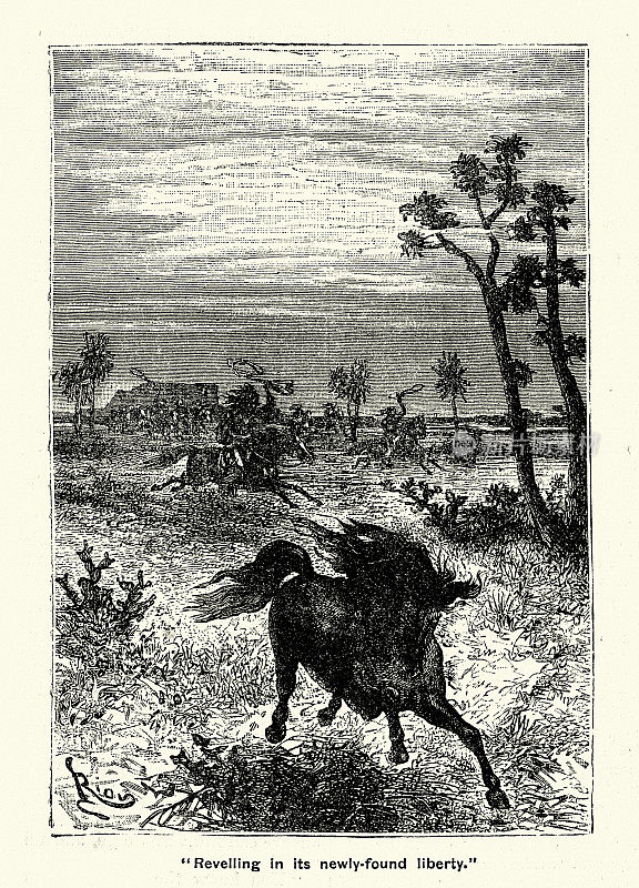 牛仔们试图套索脱缰的马，19世纪19世纪80年代的美国狂野西部