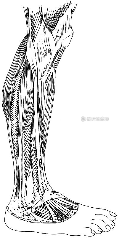 小腿-下肢肌肉和肌腱侧面观