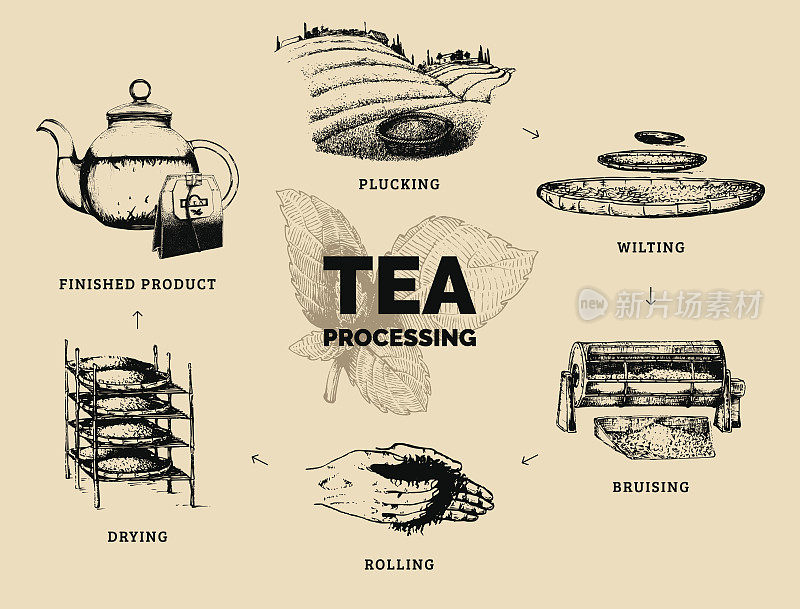 矢量信息图与插图的茶叶加工。原汁原味茶叶制作手绘图