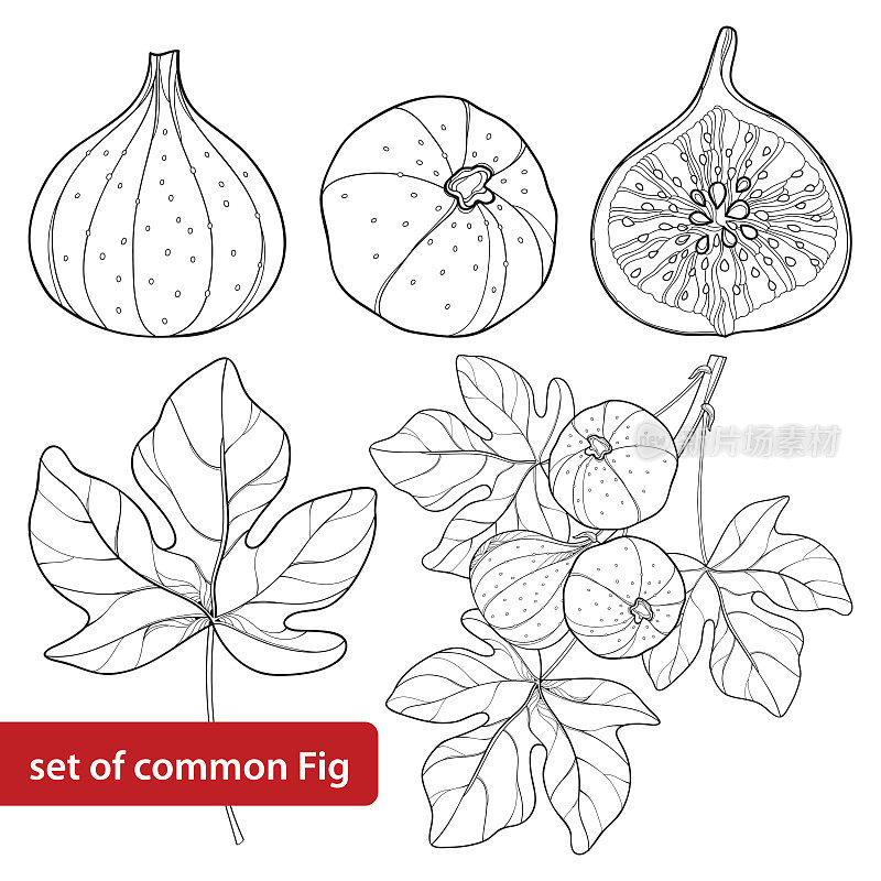 矢量集与轮廓普通无花果或无花果果，片，叶和枝孤立在白色背景上。