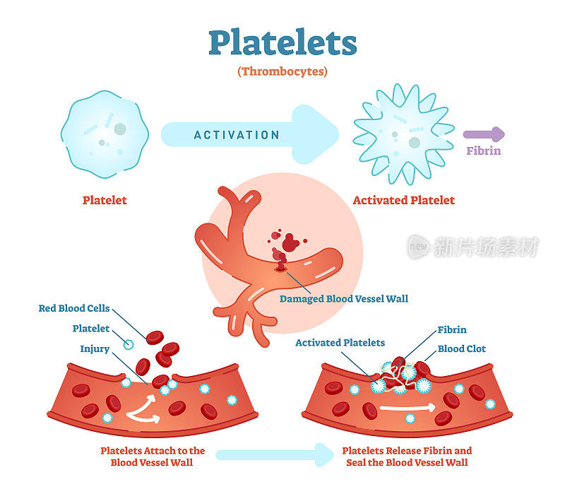 血小板或血小板活化纤维蛋白血管载体图解。解剖式血液循环系统方案。