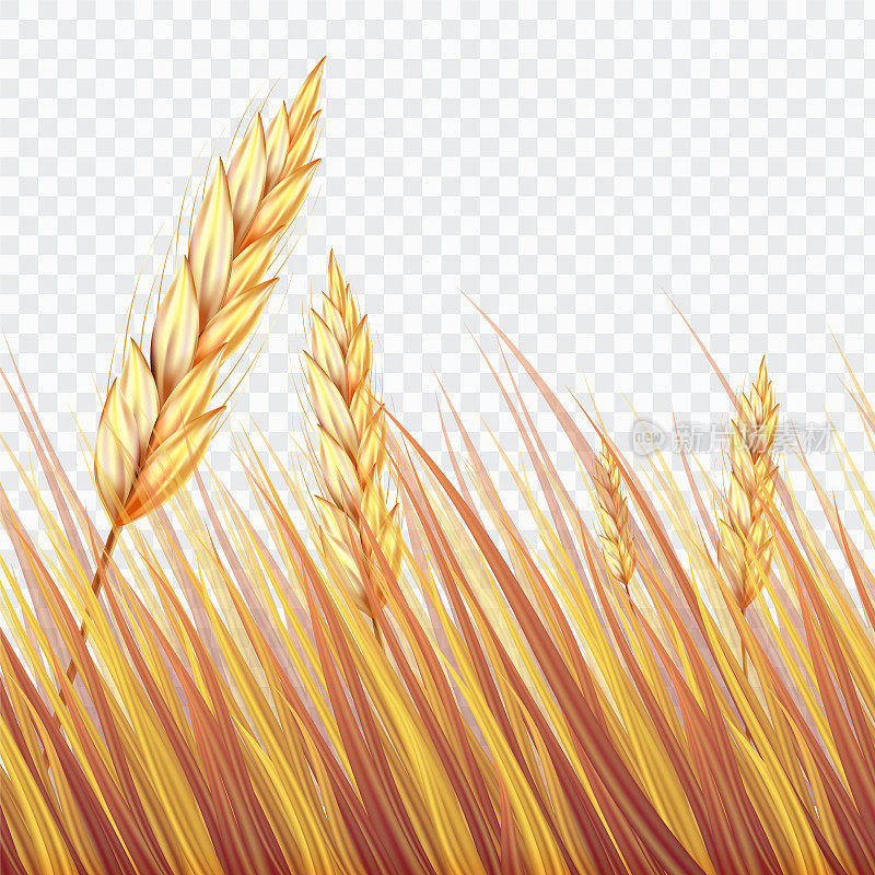 美丽逼真的麦田或水稻在孤立的背景，矢量插图。