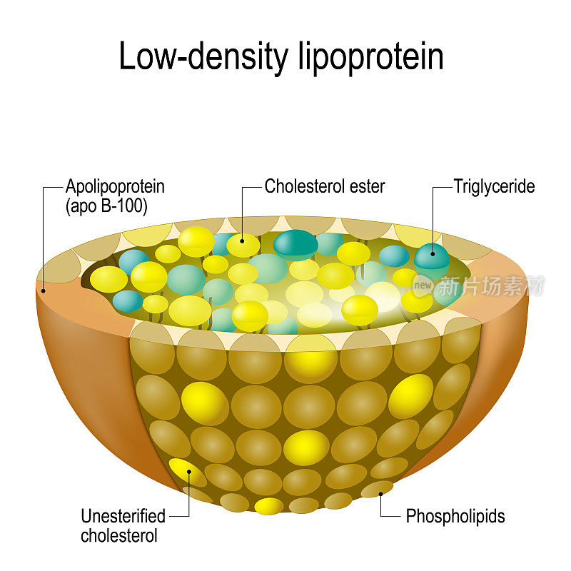 低密度脂蛋白的结构。坏胆固醇