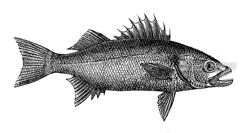 古董动物插图:鲈鱼