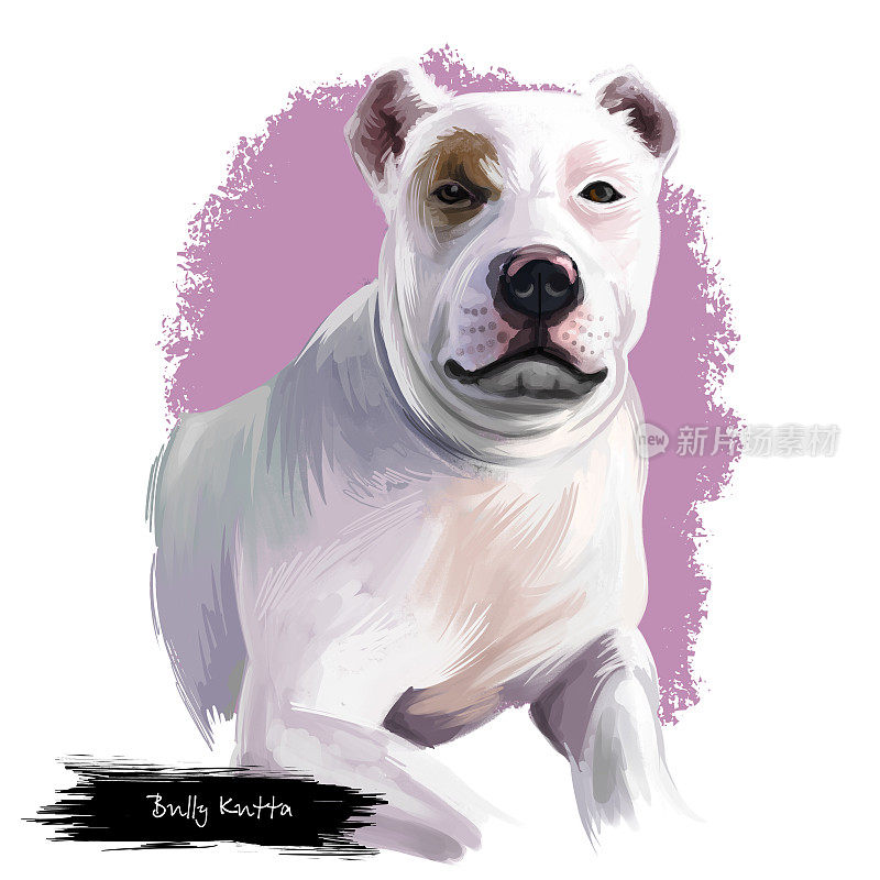 恶霸库塔犬品种孤立在白色背景数字艺术插图。恶霸库塔犬或巴基斯坦獒犬或印度獒犬品种，起源于过去的旁遮普和信德省，可爱的宠物。