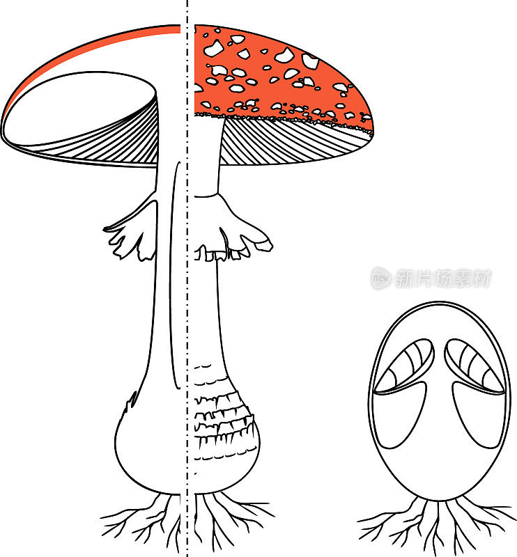 在白色背景上分离的黑蘑子实体的内部和外部结构