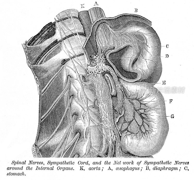 脊神经雕刻解剖学1872