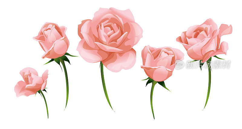 淡粉色玫瑰和玫瑰花蕾侧视图孤立在白色矢量插图。