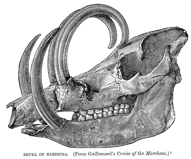 1896年雕刻的野猪头骨