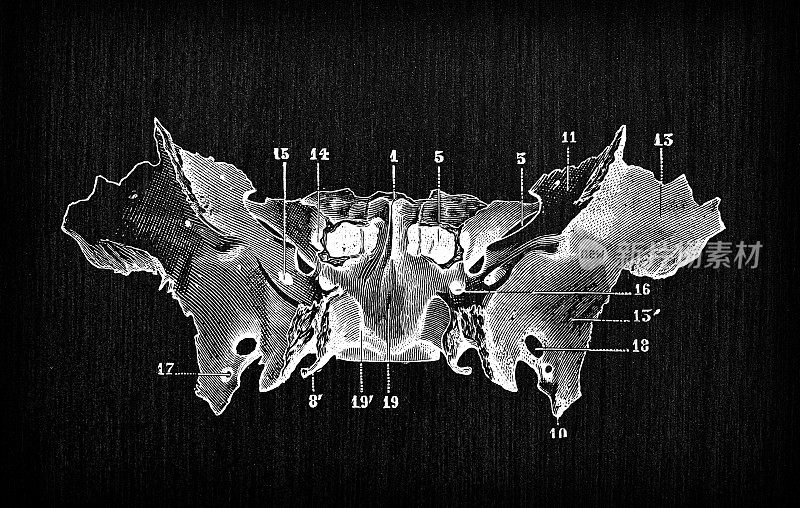 人体解剖骨骼古玩插图，头骨:蝶骨