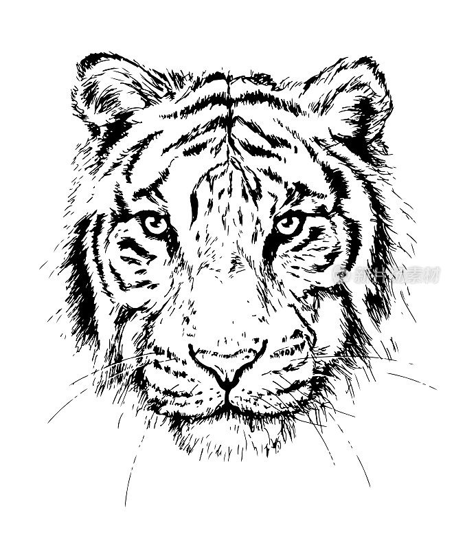 老虎画像素描
