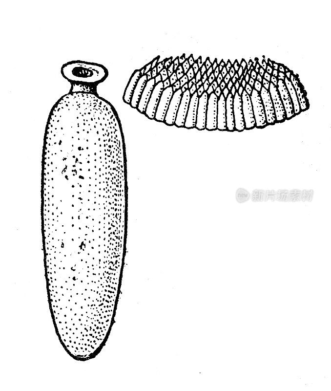 仿古插图:鸡蛋的类型，蒂普拉