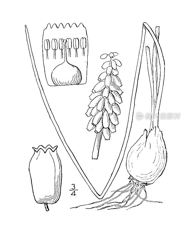古植物学植物插图:总状木霉，淀粉葡萄风信子