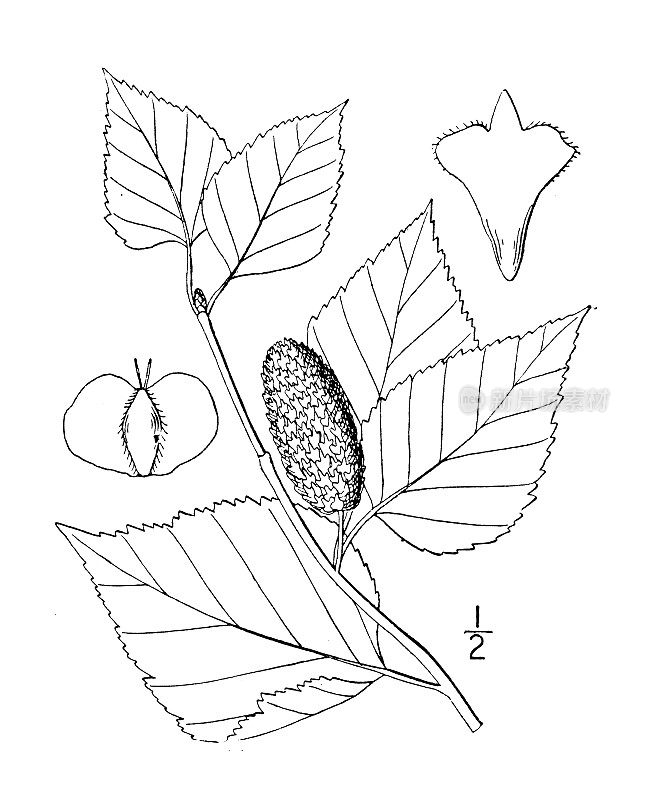古植物学植物插图:桦树，纸桦树