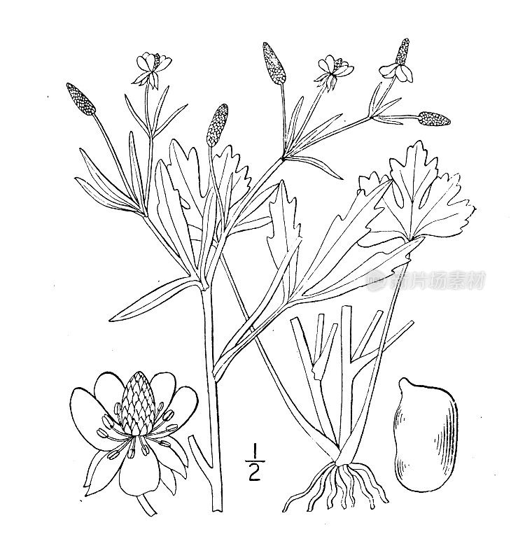 古植物学植物插图:毛茛、毛茛