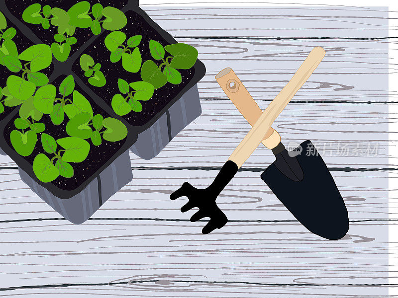 小植物在黑色塑料生长箱里发芽。园林和农业的概念。