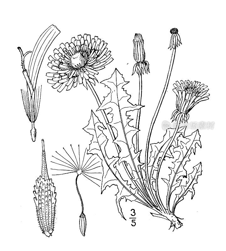 古植物学植物插图:蒲公英、蒲公英