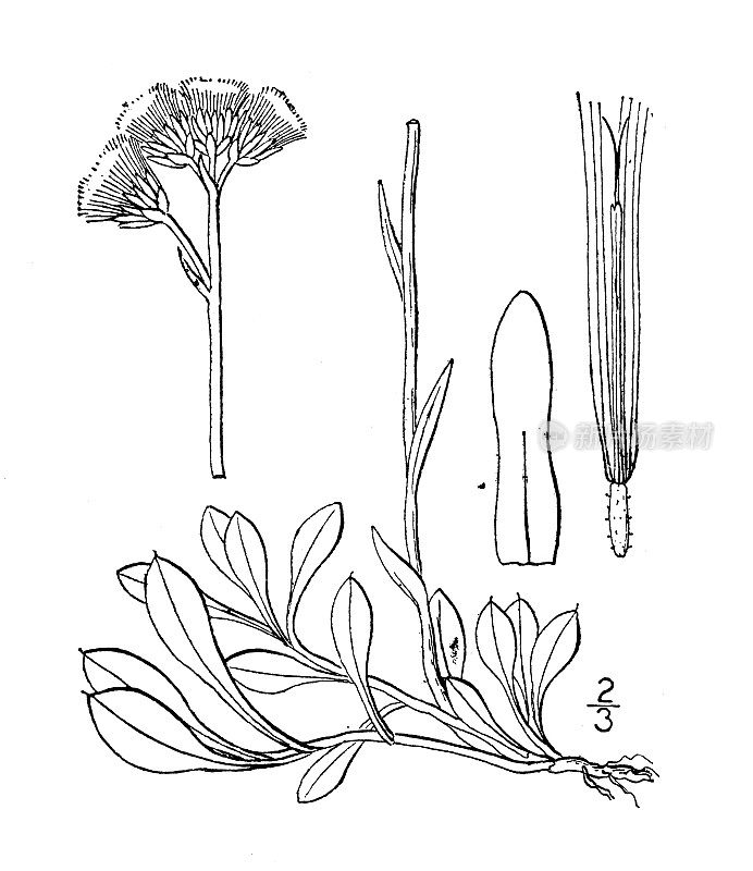 古植物学植物插图:新dioica触角，较小的猫的脚