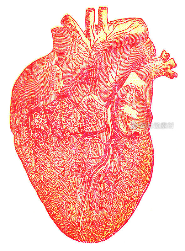 人类心脏的医学插图――19世纪