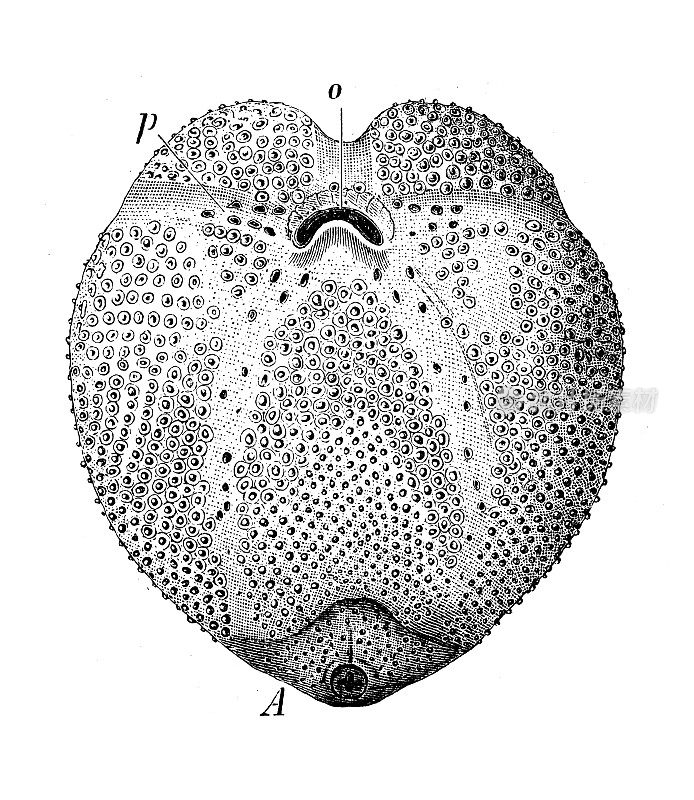 仿古生物动物学图片:裂腹虫(Spatangide)