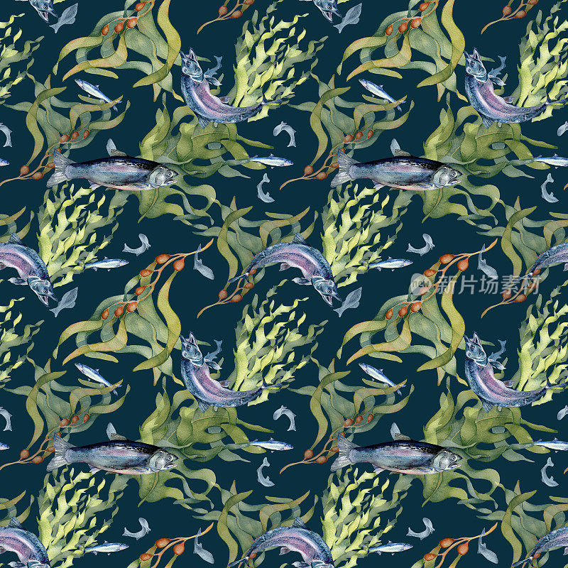无缝模式的鲑鱼和海洋植物水彩孤立的黑色。野生鱼类，海带，海带手绘。设计元素用于纺织品、包装、纸张、包装、背景、鱼市