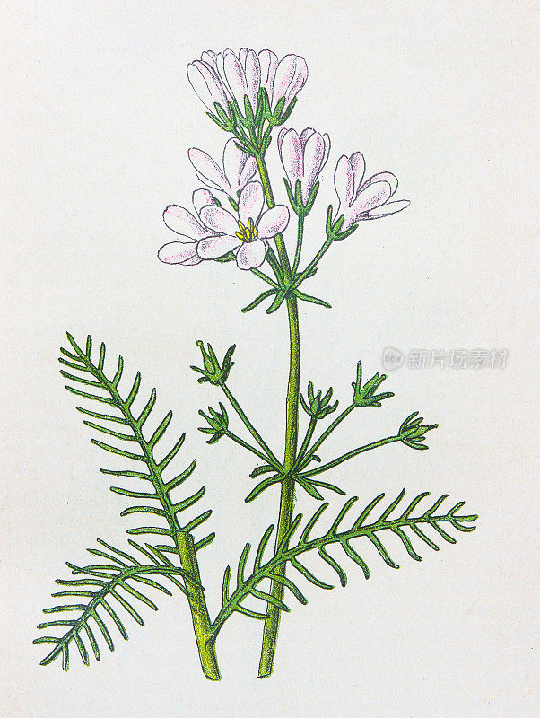 古董植物学插图:水紫罗兰，palustris