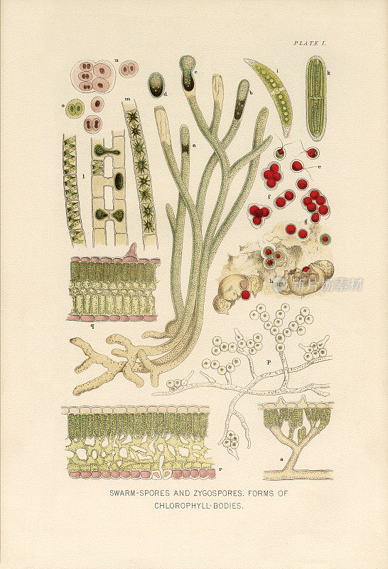 植物自然史，维多利亚植物学插图，1897年，群孢子、合子孢子和叶绿素体的形式