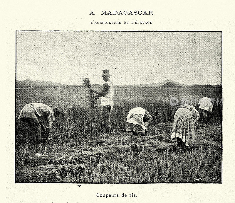 19世纪，1899年，马达加斯加的农业，收割水稻的工人