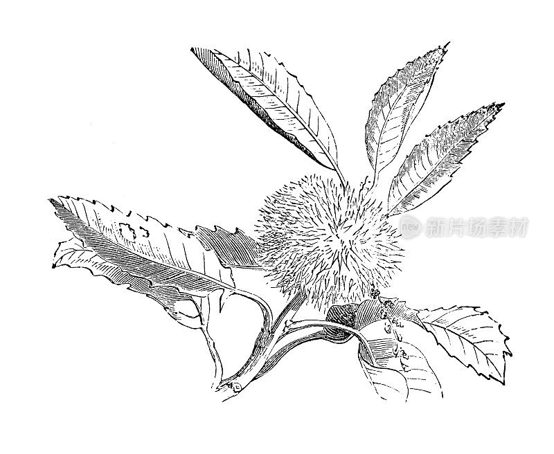 植物学植物仿古雕刻插图:板栗(甜栗)