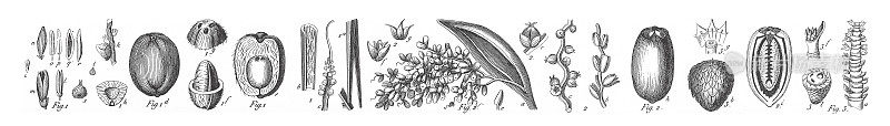 可可棕榈、枣椰树、各种木本单子叶植物的生境分组和繁殖部位，尤其是棕榈树和苏铁雕刻古董插图，1851年出版