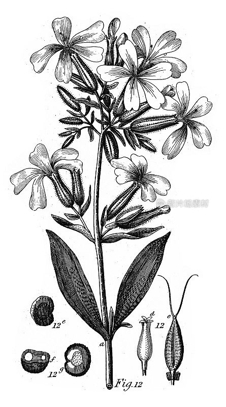 无皂草，多科栽培植物，多为雕花古插图，1851年出版
