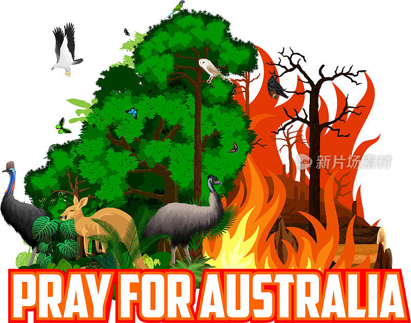 为澳洲拯救绿色丛林雨林-森林砍伐概念景观与鸵鸟、鸸鹋、白腹海鹰、仓鸮、食火鸡、袋鼠、飞狐及蝴蝶祷告