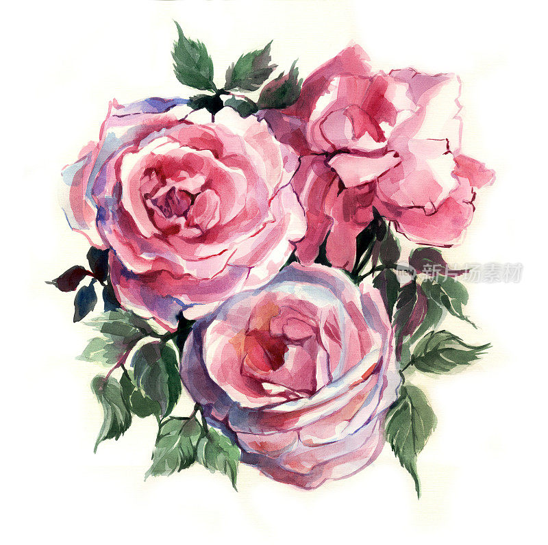 玫瑰水彩画。三花。传统绘画